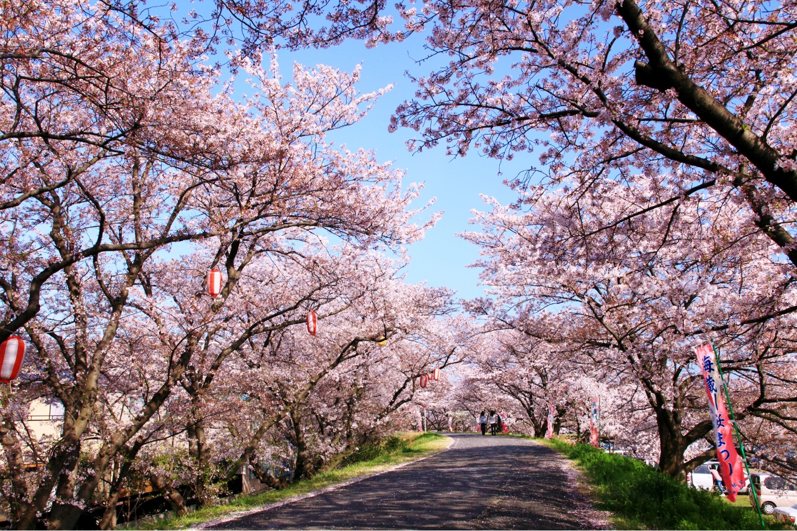 海蔵川桜まつり
