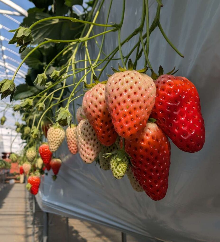 愛成ベリー＆カフェ