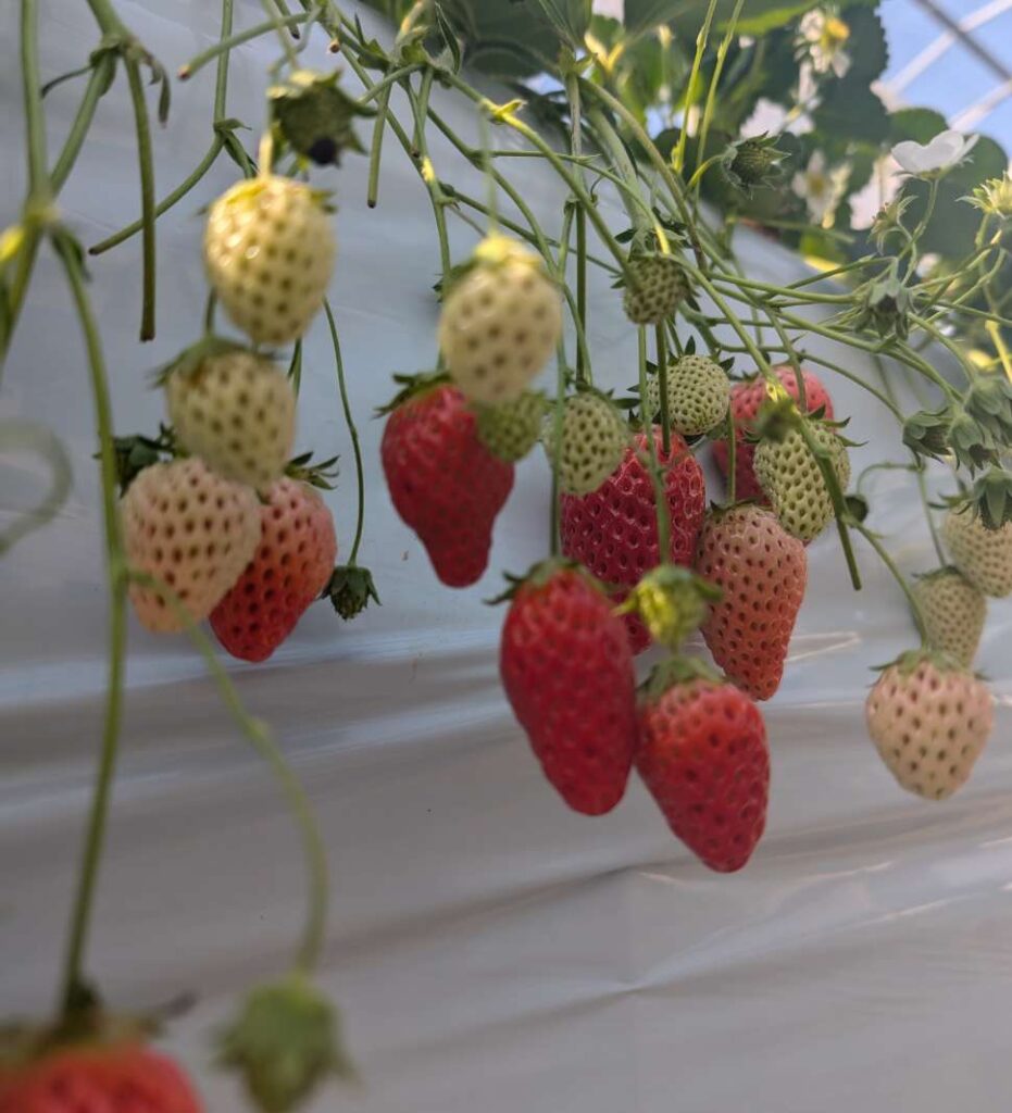 愛成ベリー＆カフェ