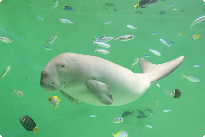 鳥羽水族館_ジュゴン