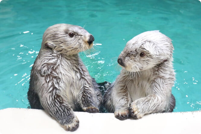 鳥羽水族館 ラッコ （キラ ・ メイ）