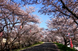 海蔵川桜まつり